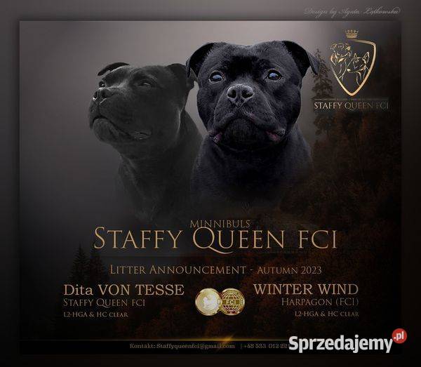 Staffiki Staffordshire buulterier Wieliczka