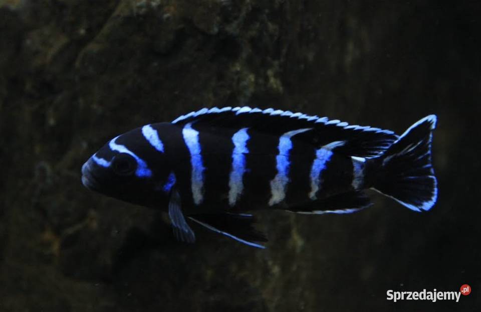 Chindongo demasoni Malawik pasiasty SZEROKA Gdańsk