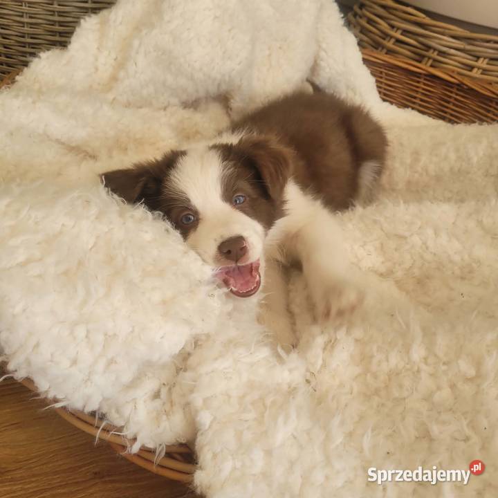 Szczeniaki Border Collie Zwierzęta Jagatowo