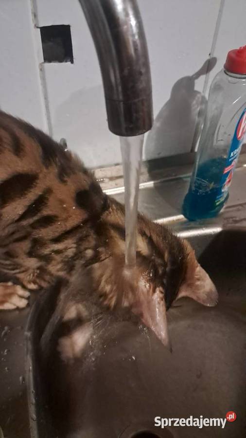 Koty Bengalskie z rodowodem lubelskie Chełm