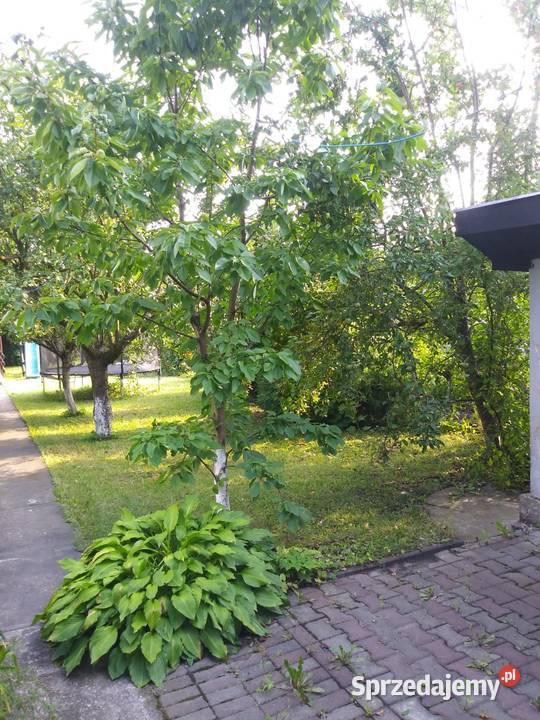 Sprzedam ogród działkowy ROD Sprzedaż śląskie Ruda Śląska