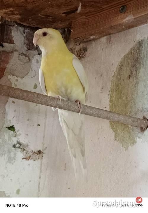 Sprzedam papugi Gorzkowice sprzedam