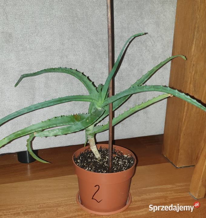Aloes sukulent wysokość 32 Warszawa
