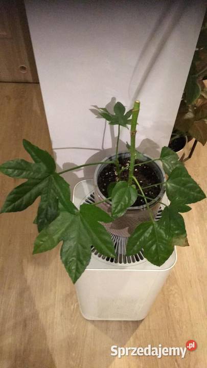 Fatsja japońska mazowieckie Warszawa