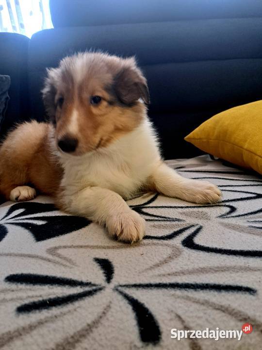 Owczarek Szkockie Collie szczeniaki mazowieckie Radom sprzedam