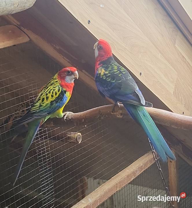 Sprzedam papugi rozelle królewskie górskie Zwierzęta Nowy Sącz