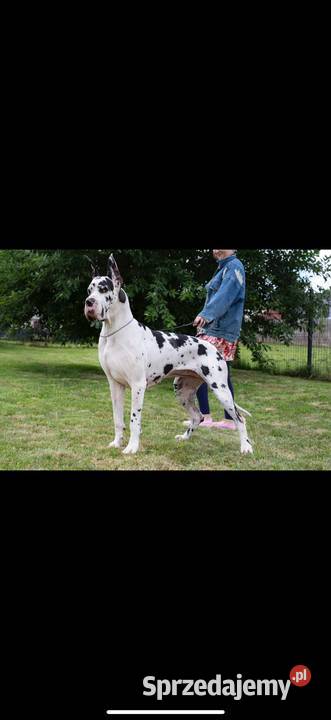 Suczka dog niemiecki czarna rodowodowa Mszczonów sprzedam