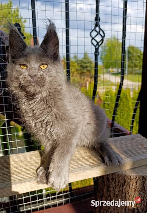 Niebieski kocurek Maine Coon FPL Gdańsk