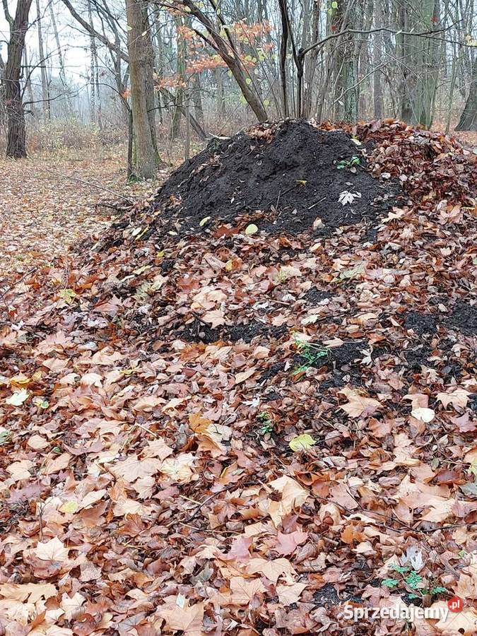 kompost torf z liści parkowych drzew Grodzisk Mazowiecki sprzedam