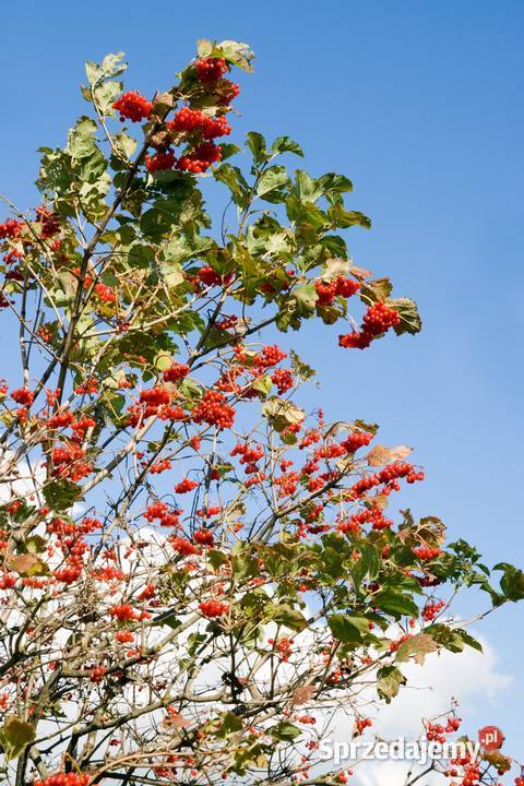 Jarząb szwedzki Sorbus intermedia obwód 1618 z wielkopolskie sprzedam