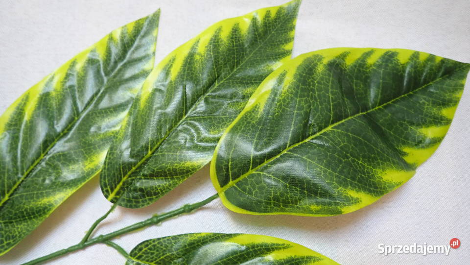 Liście ozdobne 5 na gałązce Zx1 Siewierz sprzedam