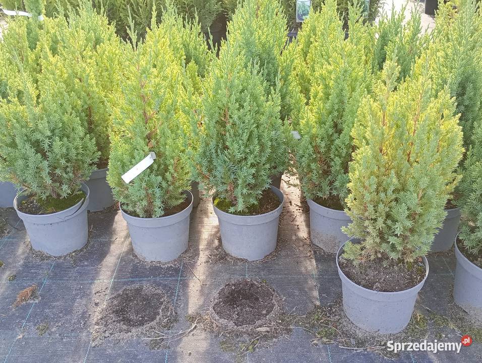 Juniperus chinensis Jałowiec chiński SAN JOSE