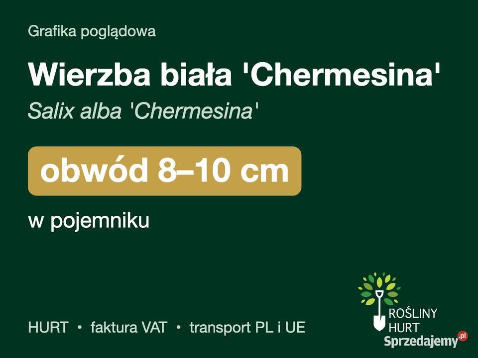 Wierzba biała Chermesina obwód 810 w pojemniku sprzedam