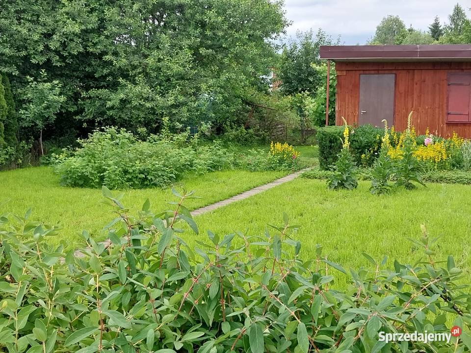 Działaka rekreacyjna ROD na Wieniawskiego Rzeszów