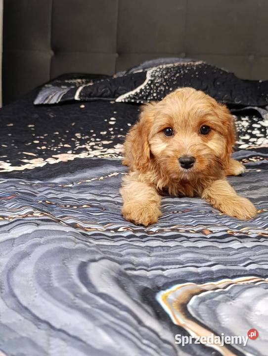 Cavapoo suczka