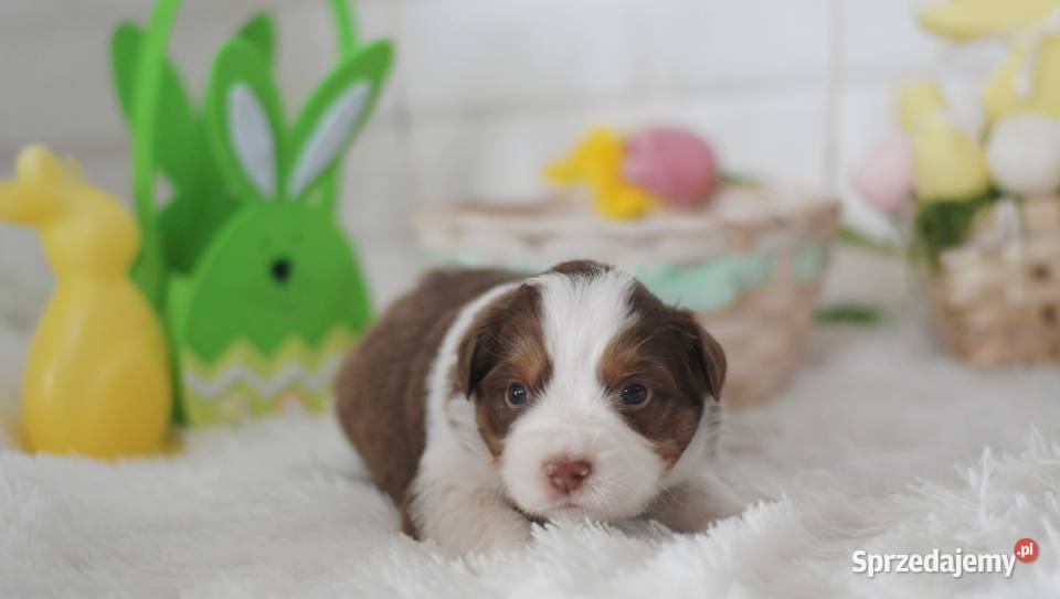 Amerykański Owczarek Miniaturowy FCI Drawno