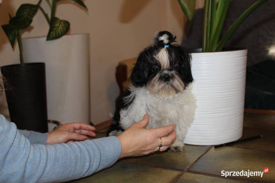 SHIH TZU szczenięta ok 4 w wieku dorosłym dolnośląskie Świebodzice