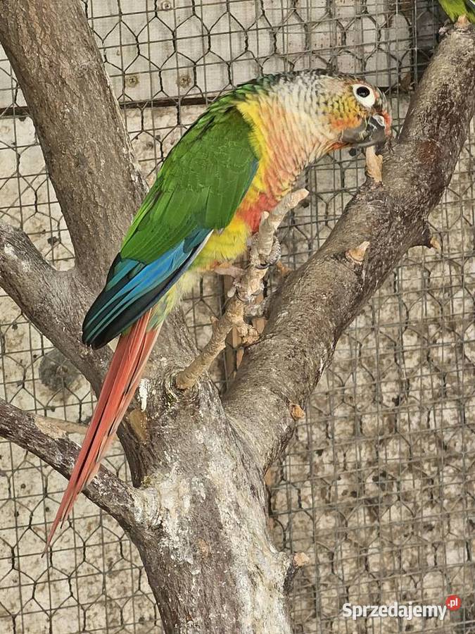 Sprzedam papugi Rudosterkę wielkopolskie Ostrów Wielkopolski