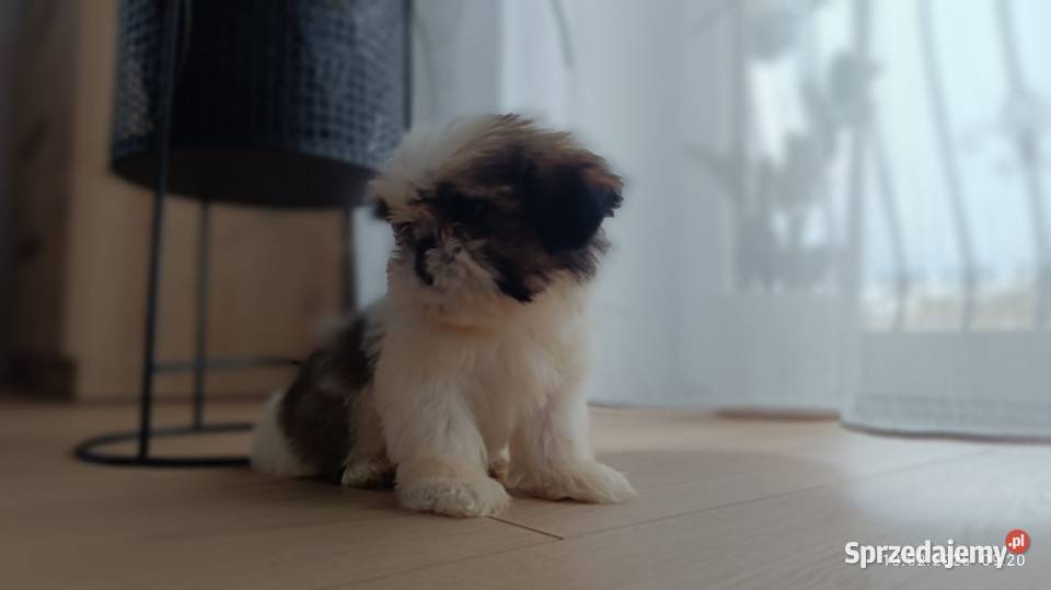 Szczeniaki shih tzu Psy sprzedam