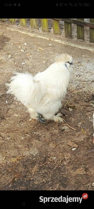 Koguty silka Godziesze Wielkie sprzedam
