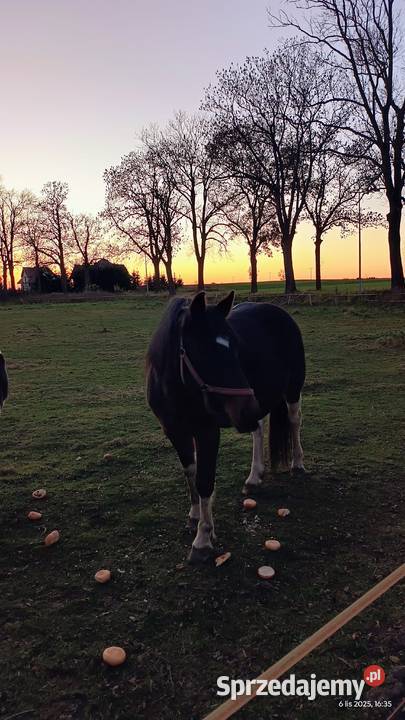 Sprzedam konie lubuskie Szprotawa