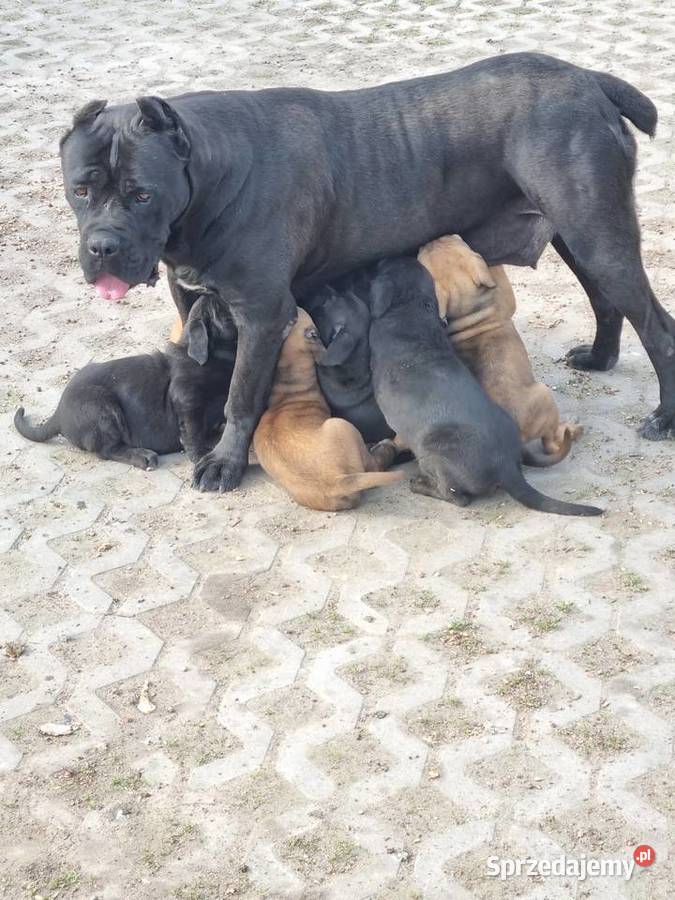 Cane corso szczeniaki Juliopol