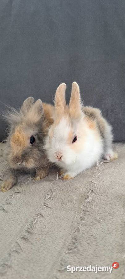 Króliki Miniaturki małopolskie sprzedam
