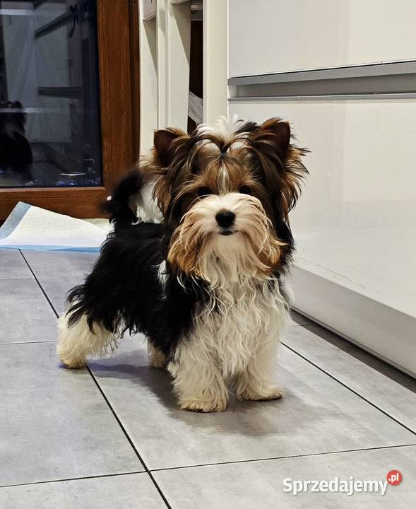 Cudowny BIEWER York Do odbioru w kwadracie