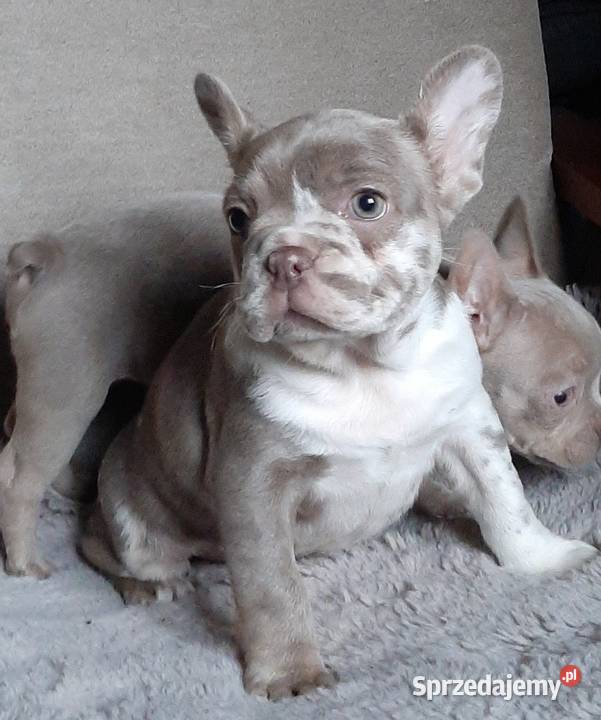 Buldg francuski suczka Pabianice