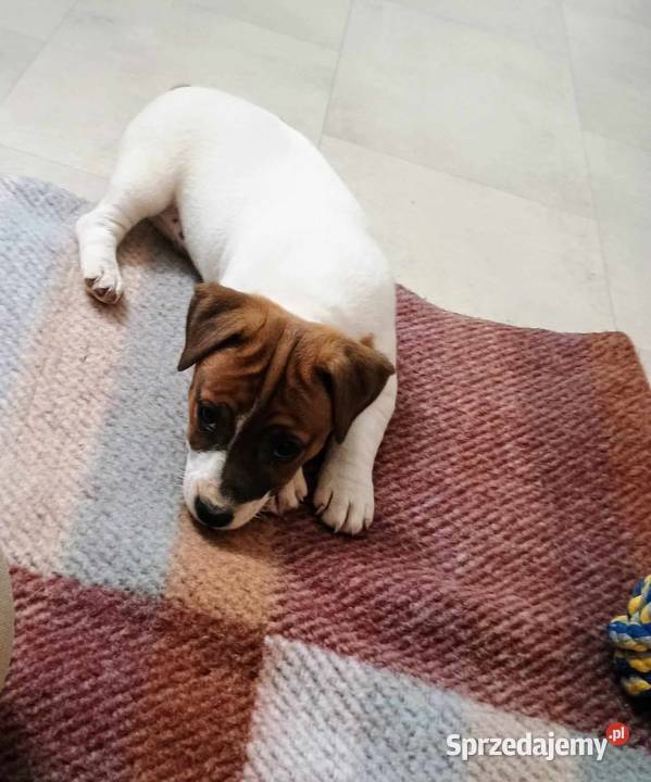 Suczka Jack Russell Terrier