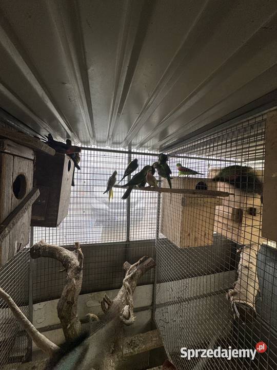 Sprzedam papugi Ptaki Pawłowice