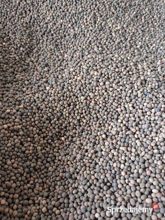 Wyka jara Produkcja roślinna