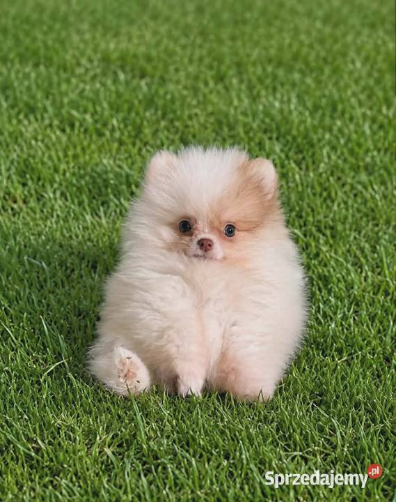 Szpic miniaturowy pomeranian Szpic miniaturowy Częstochowa sprzedam