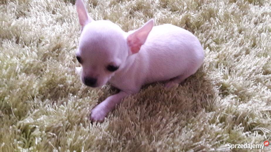 Chihuahua krótko i długowłosa Krusin