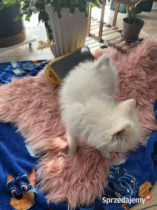 szpic miniaturowy piesek Skalbmierz