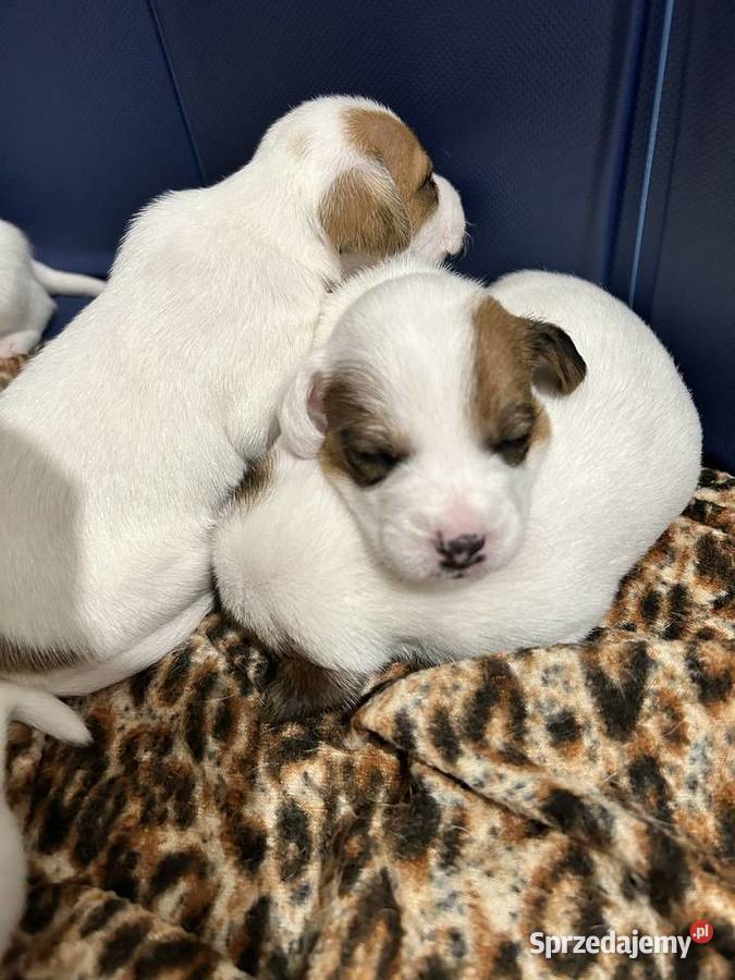 Szczenięta Parson Russell Terrier Gruszewnia