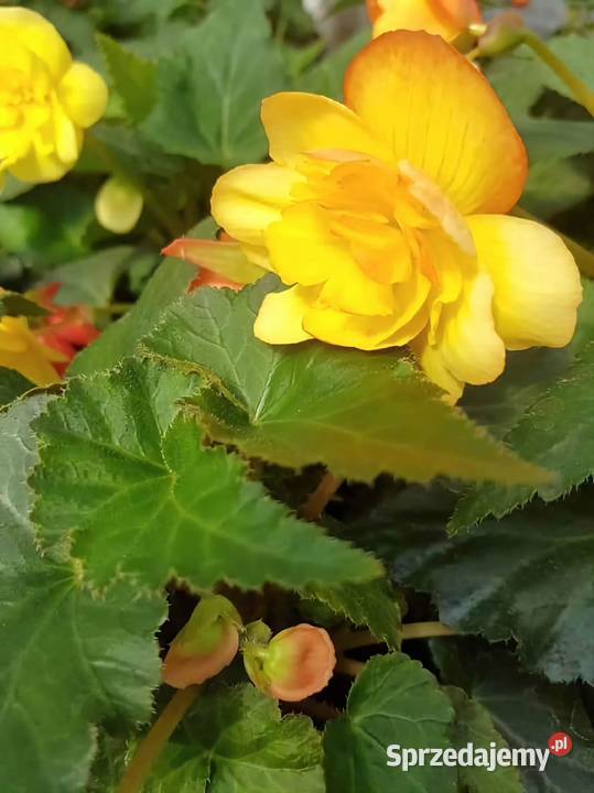 Kwiaty Sadzonki Warzyw Rośliny