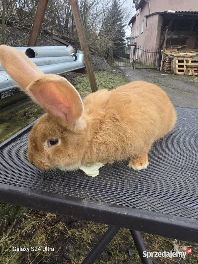 Króliki belgijskie i barany francuskie Pławna Górna sprzedam