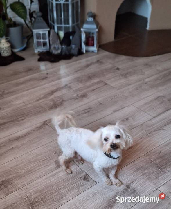 Maltanczyk dorosły z rodowodem I uprawnieniami Maltańczyk