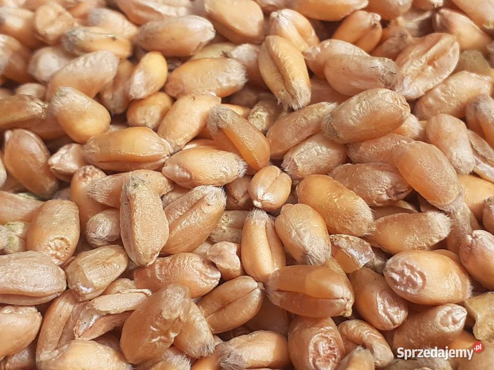 Sprzedam PSZENICE centrali 2022 mazowieckie Łosice sprzedam