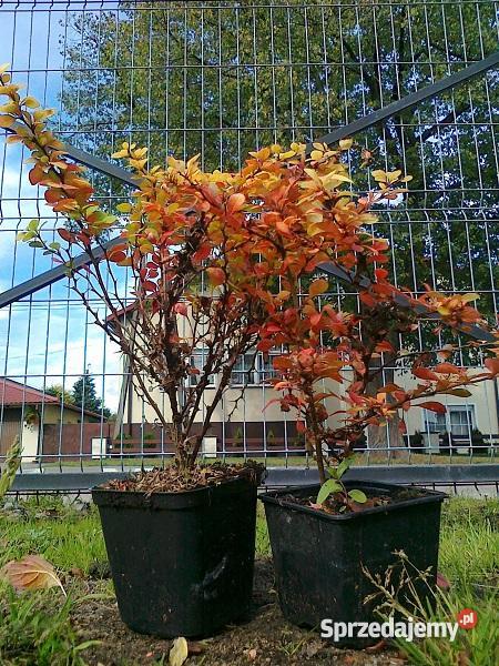 Tuja thuja Smaragd 120 GR ŻYWOPŁOT