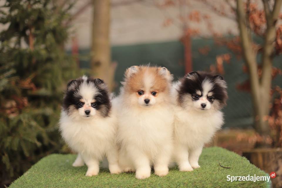 Szpice miniaturowe Gostynin