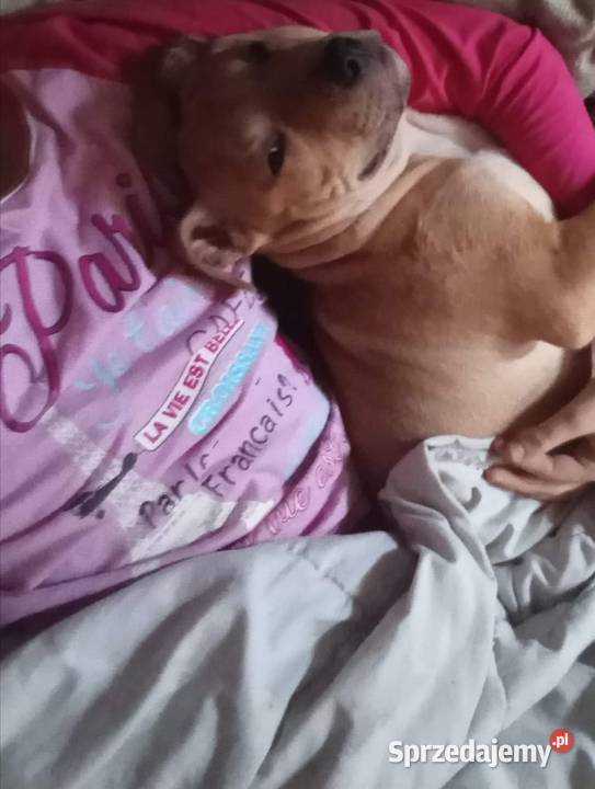 Szczeniak amstaff 3 miesięczny śląskie Chorzów sprzedam