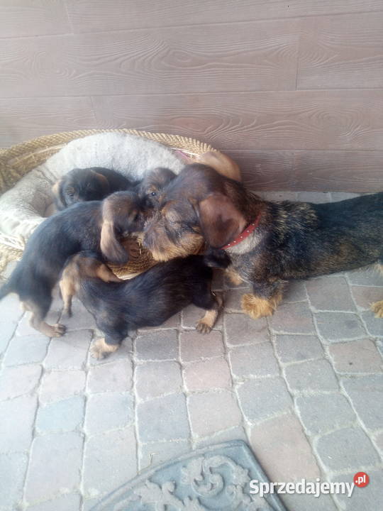 Jamnik szorstkowłosy miniatura Błaszki