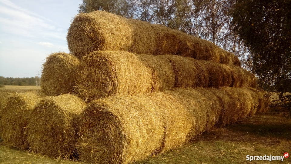 Słoma Żytnia baloty 120na120 Pozostałe Kleszczów