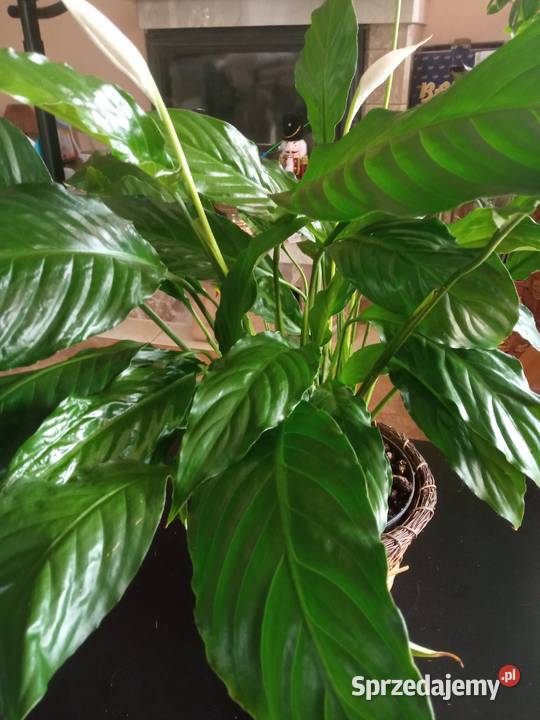 Skrzydłokwiat duży roślina domowa małopolskie Nowy Sącz sprzedam