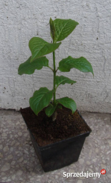 LILAK ZWISAJĄCY Siringa sadzonki w doniczkach Ustronie sprzedam