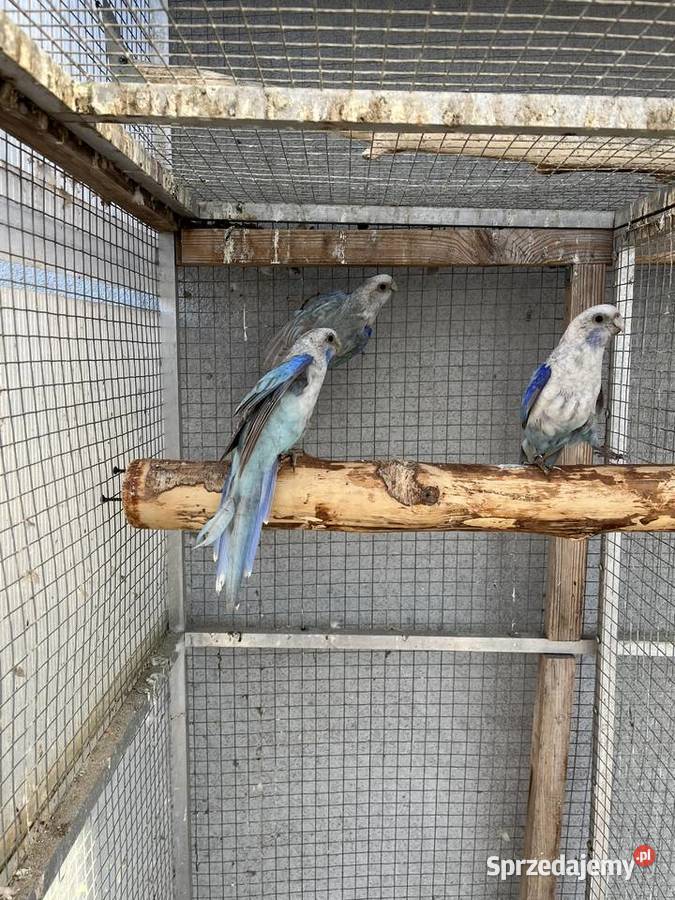 Rozelle białolice Sośnicowice