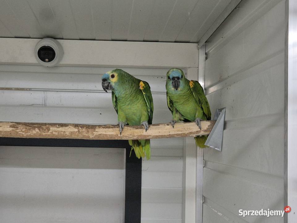 Amazonki niebieskoczelne sprzedam