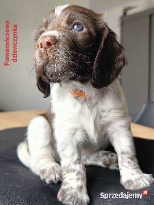 Polski Spaniel Myśliwski Kielce